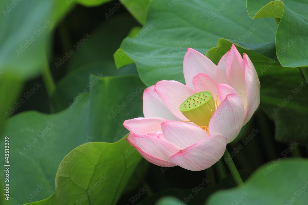 Obraz premium 蓮の花