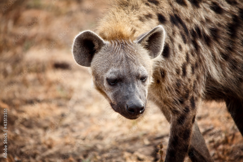 spotted hyena inside park reserve zambia africa spotted hyena inside park reserve zambia africa