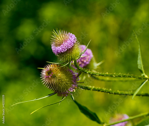 Thistle