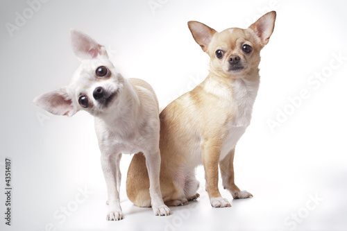 two Chihuahua dog on white background © Springoz