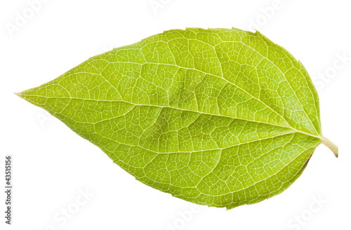 Greeen leaf