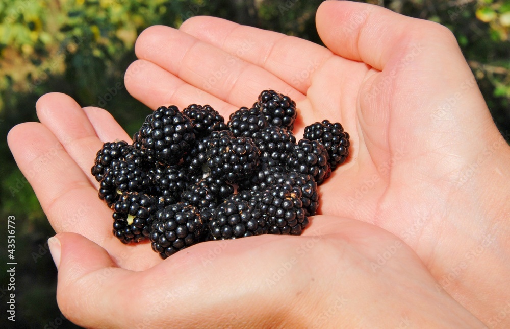 more nel palmo della mano