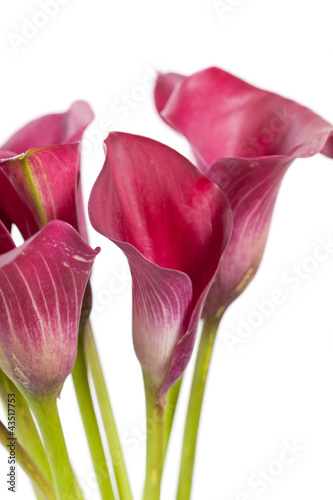 Fototapeta Naklejka Na Ścianę i Meble -  beautiful flowers