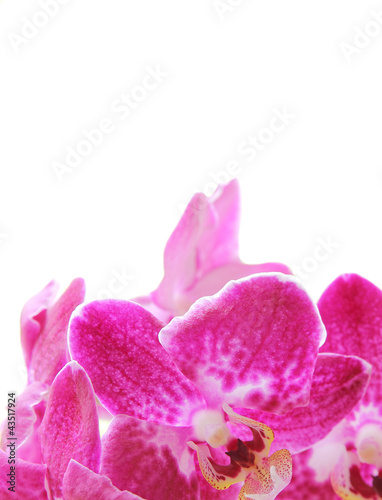 orchidee auf weiß isoliert