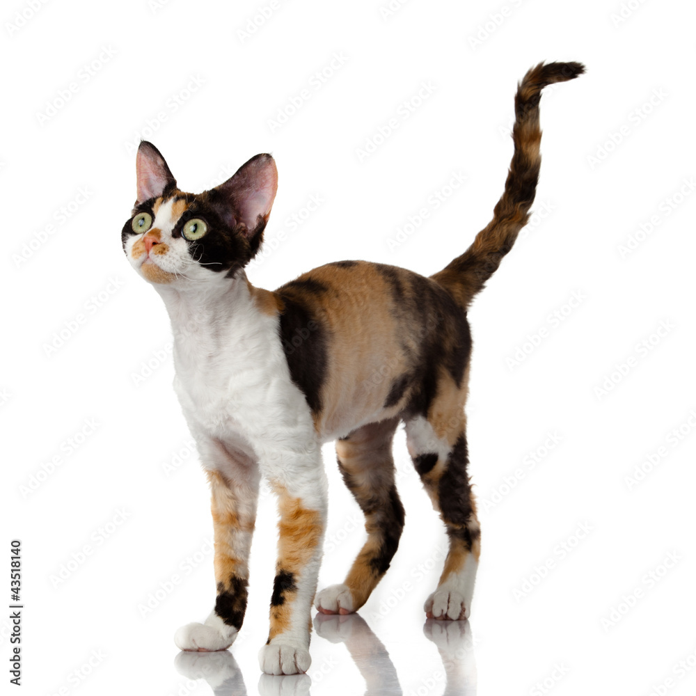 Devon Rex. Portrait on a white background Stock Photo | Adobe Stock