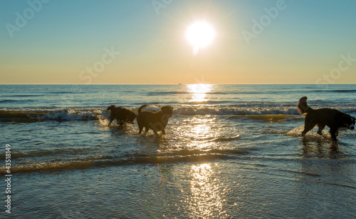 Fototapeta Naklejka Na Ścianę i Meble -  Dogs playing in sea at sunset