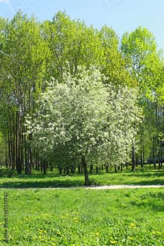 tree landscape