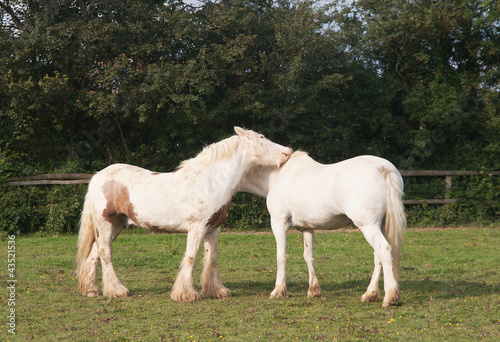 Buddies ! Two white horses