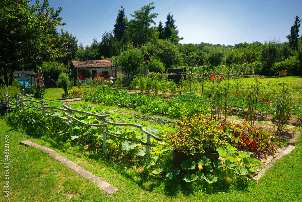 Fototapeta premium Organiczny ogród warzywny.