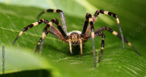 Canvas-taulu Spider