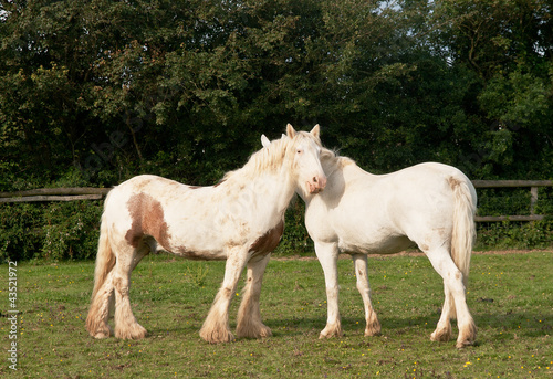 white horses