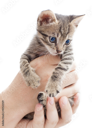 kitten in a man hand