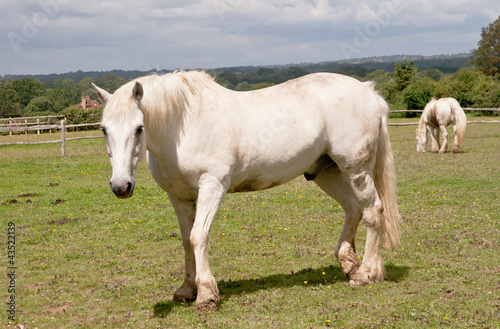 White horses in field