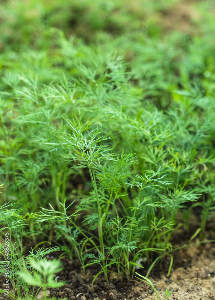 Dill in the garden Dill in the garden