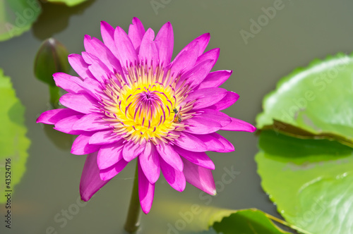 Pink lotus blossoms and bee