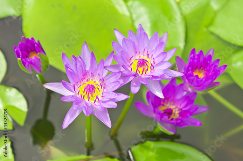 Purple lotus blossoms or water lily flowers blooming on pond.