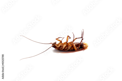 a cockroach