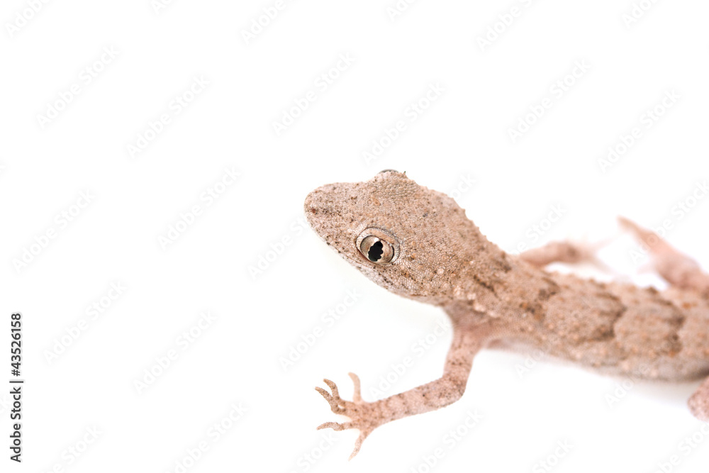 Naklejka premium lizard on white background