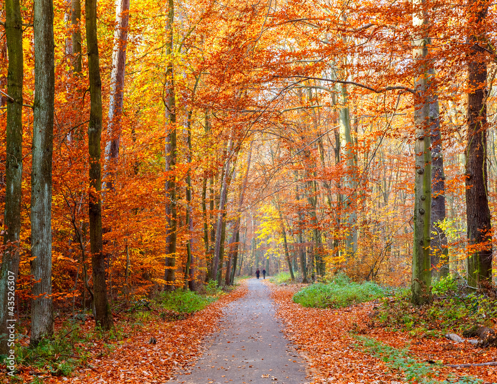 Pathway in the autumn forest