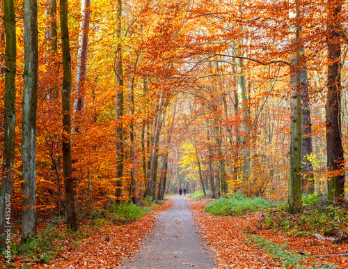 Pathway in the autumn forest © sborisov