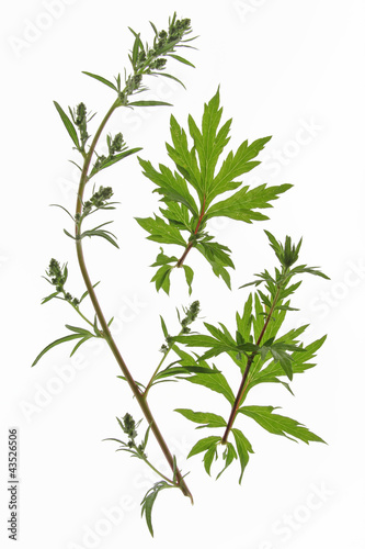 Beifuss Artemisia vulgaris