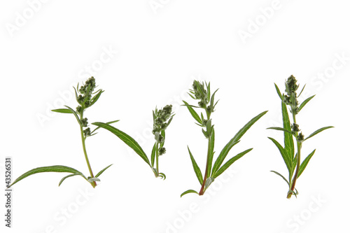 Beifuss Artemisia vulgaris