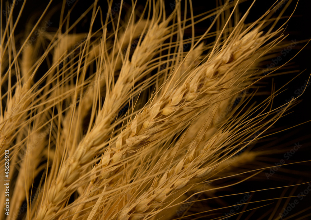 Yellow wheat on a black background Yellow wheat on a black background