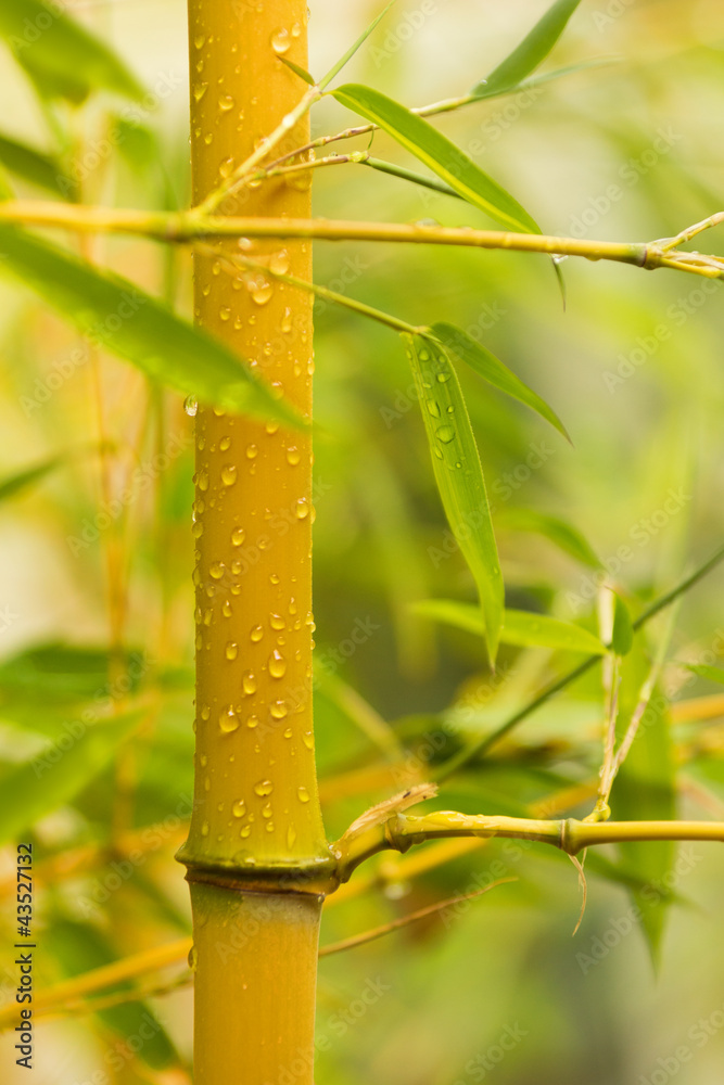 Naklejka premium Yellow Bamboo - Phyllostachys