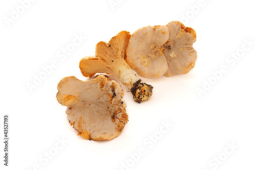 chanterelles photo