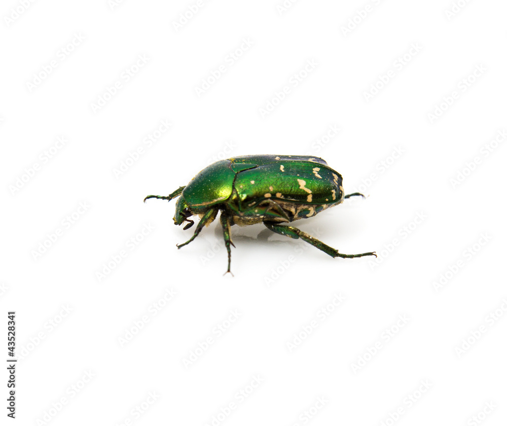 Green may-bug on a white background Green may-bug on a white background