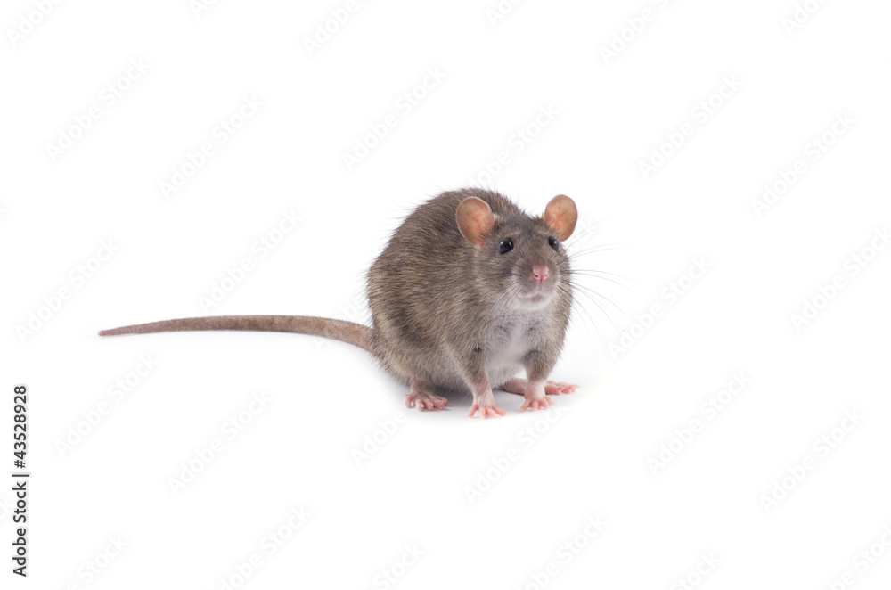 rat rat