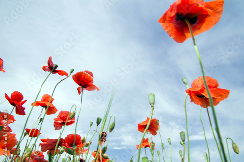 red poppy