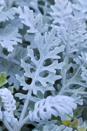 cineraria silver dust photo