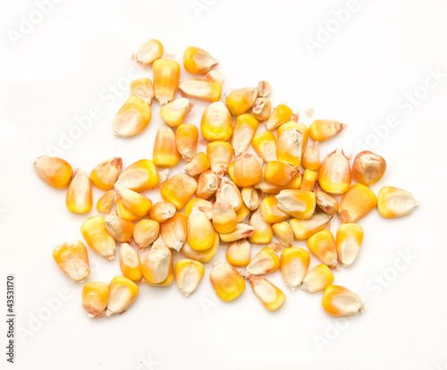 corn on a white background