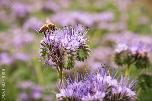 Bee on a phacelia field photo