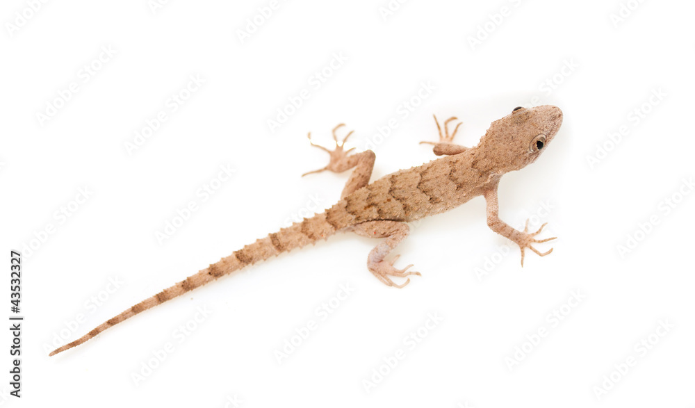 Naklejka premium lizard on white background