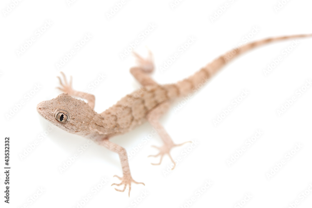 Obraz premium lizard on white background