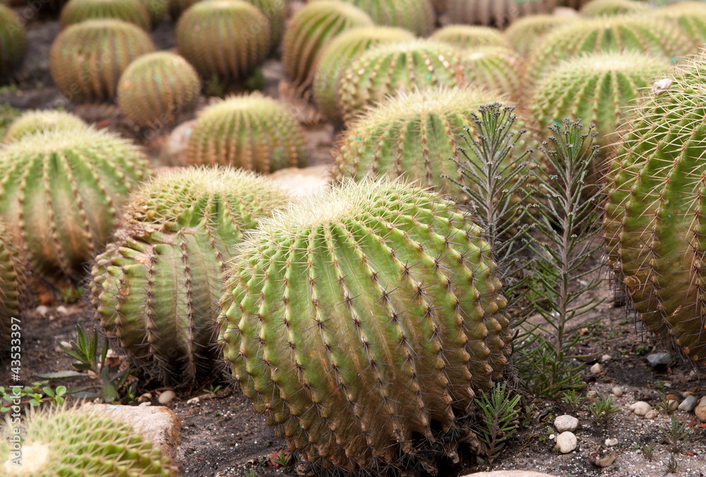 cacti plants