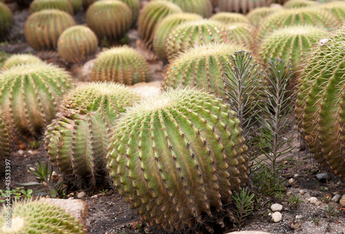 cacti plants