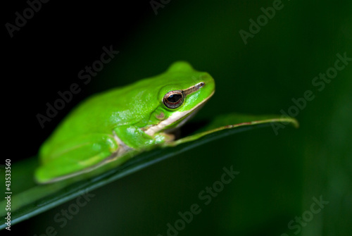 little fallax frog
