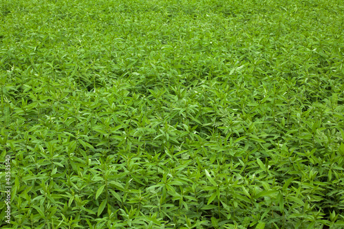 Greenery of big leaf grass