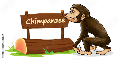 chimpanzee and name plate
