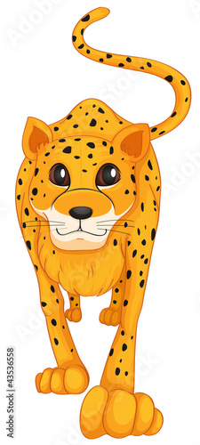 leopard