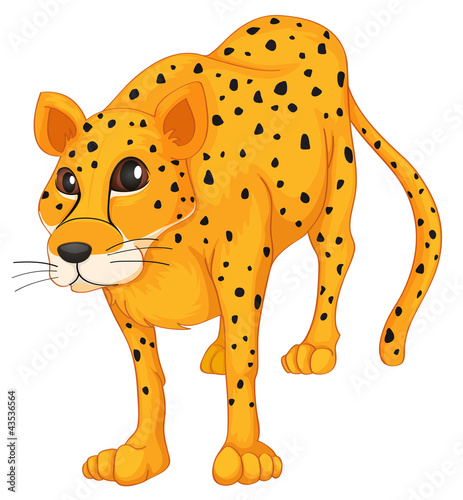 leopard