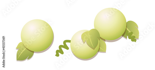 vector icon gourd