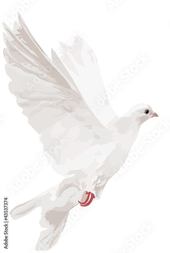 white isolated dove illustration