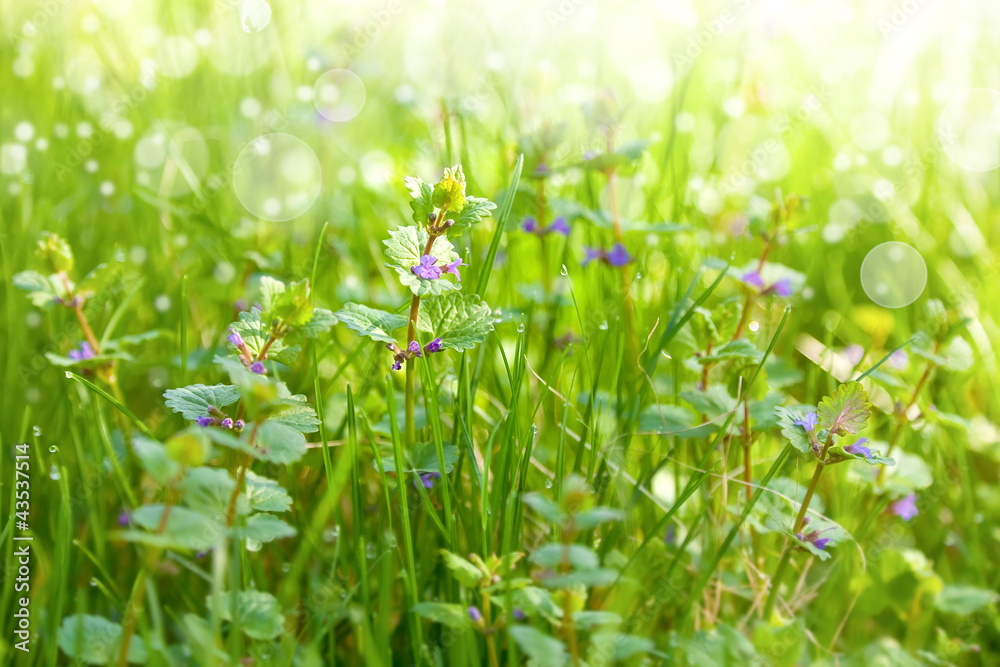 Meadow with wildflowers. Nature abstract background Meadow with wildflowers. Nature abstract background