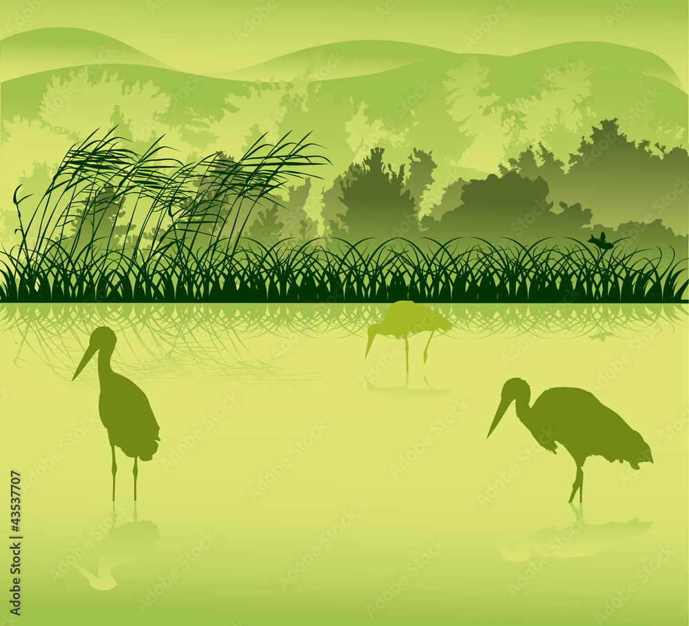 Fototapeta premium three storks in green forest lake