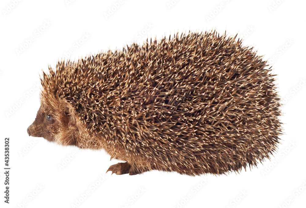 Obraz premium hedgehog