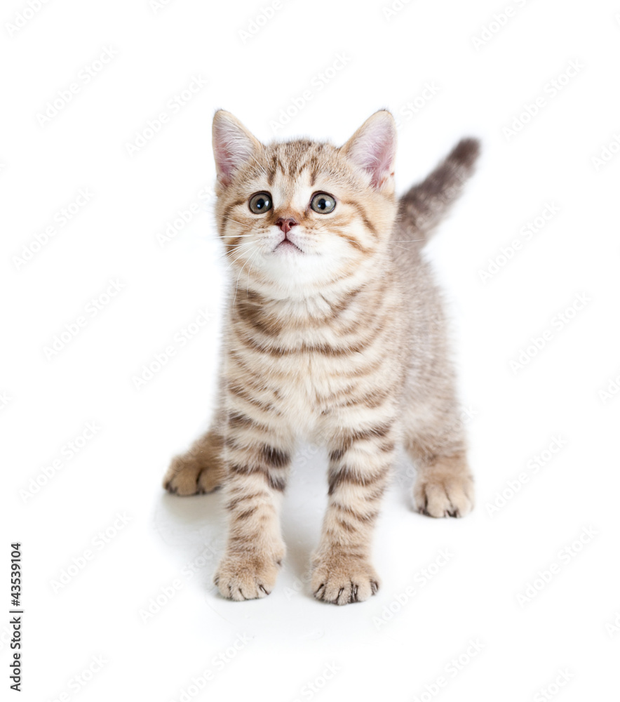 funny baby cat kitten on white background